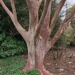 Vachellia xanthophloea Bark