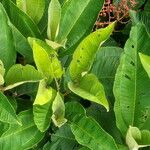 Miconia calvescens Leaf