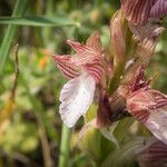 Anacamptis papilionacea Flor