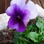 Viola x wittrockiana Квітка