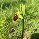 Ophrys aranifera Квітка