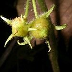 Besleria pauciflora