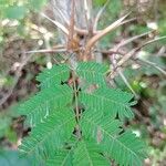 Vachellia collinsii Blad