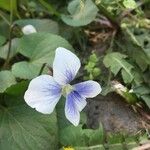 Viola × melissifolia Flower