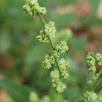 Chenopodium albumFlower