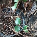 Hemionitis rotundifolia Habit