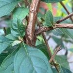 Buddleja lindleyana Rusca