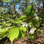 Prunus aviumFlower