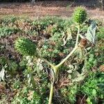 Datura stramonium অভ্যাস