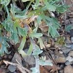 Artemisia genipi Leaf