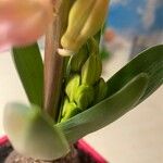 Hyacinthus orientalis Прочее