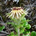Carlina vulgaris 花