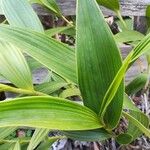 Sobralia macrantha cv. 'Alba' Blad