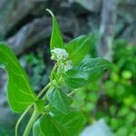 Boerhavia diffusa Other