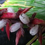 Cautleya spicata Fruchs