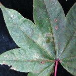 Acer campbellii Lapas
