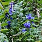 Gentiana asclepiadeaFlower