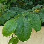 Celtis iguanaea 葉