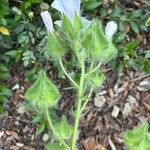 Malva hispanica Flor