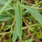 Ludwigia grandiflora Blad