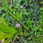 Oxalis violacea অভ্যাস