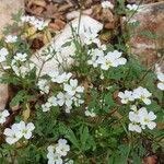 Cardamine plumieri Fula