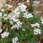 Cardamine plumieri Квітка