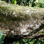 Chimarrhis cymosa 樹皮