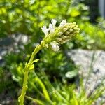 Wulfenia carinthiaca Flower