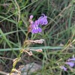 Lobelia urens फूल