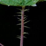 Girardinia diversifolia Habitus