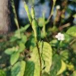 Asystasia gangetica Fruto
