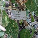 Barleria albostellata बार्क (छाल)