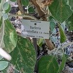 Barleria albostellata Kora