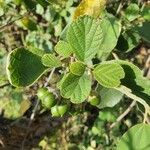 Cordia monoica Plod