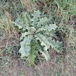 Verbascum sinuatum Blatt