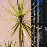 Cordyline indivisa Levél