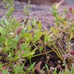 Oxybasis chenopodioides পাতা