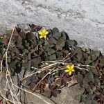 Oxalis corniculataFlower