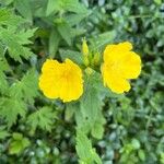 Oenothera pilosella Flower