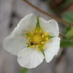 Drymocallis rupestris Цветок