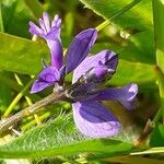Polygala vulgaris Fleur