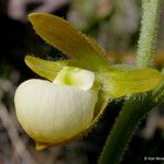 Cypripedium californicum ᱵᱟᱦᱟ