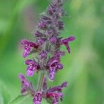 Stachys sylvaticaLorea