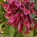 Iochroma cyaneum Blomma
