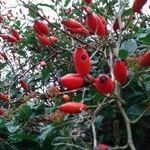 Rosa canina Fruit