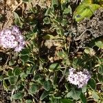 Abronia umbellata ശീലം