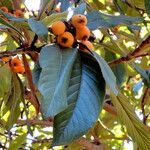 Eriobotrya japonica Mbuma