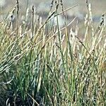 Kobresia myosuroides Yeri