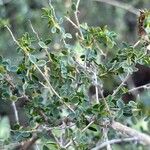 Adenocarpus telonensis 形態